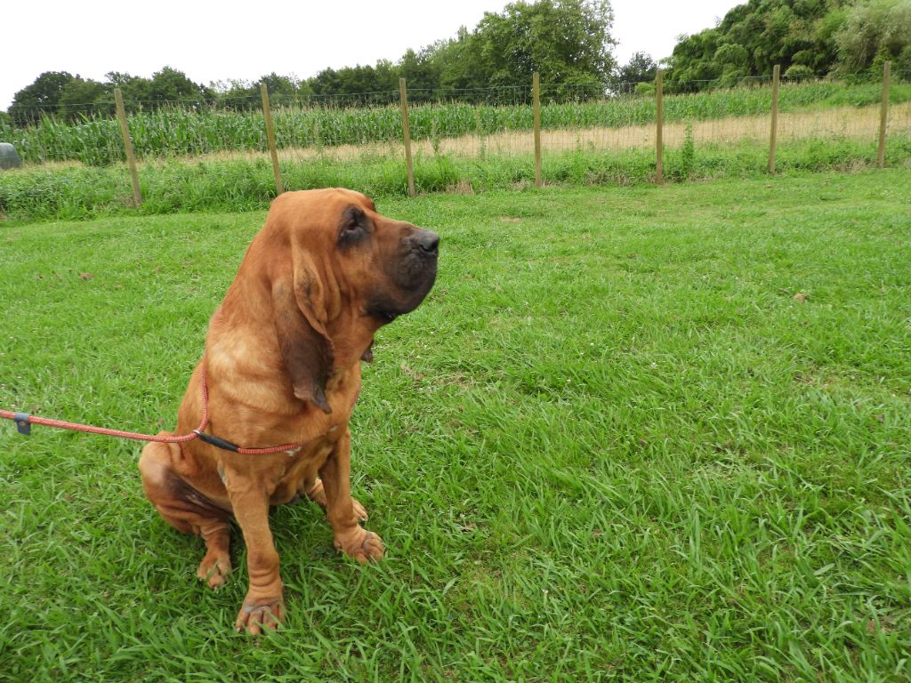 Mon chien vascia tiberio
